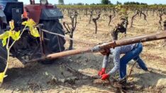 Üzümde 600 milyon TL’lik zarar