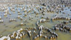 Van Gölü’ndeki mikrobiyalitler için tehlike