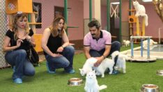 Van kedilerine yoğun ilgi