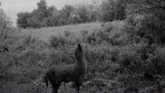 Yalova’nın yaban hayatı fotokapanda
