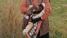 Yaralı şahin tedavi altına alındı