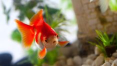 Yeni araştırma Japon balıklarının hafızalarının sırrını ortaya çıkarıyor