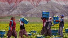 Zengine 180 milyar TL, çiftçiye 54 milyar TL