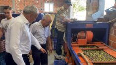 Zeytin hasadı sıkıntılı başladı, üretici isyanda