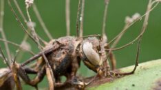 Zombi mantarlar kanser tedavisinde umut olacak