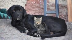 10 yavrusu ölen köpek, kediye annelik yapıyor