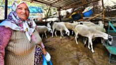 3 koyunla başladı, sürü çoğaldı