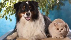 65 bin kedi ve köpek Rusya’yı terk etti