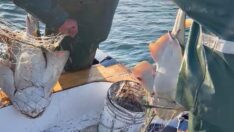 Ağlarına keler balığı takıldı