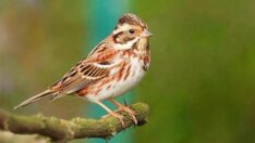 Ak kaşlı kiraz kuşu ve çalıkuşu çıvgını Aras Kuş Cenneti’nde ilk kez halkalandı