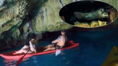 Akdeniz foku yavrularına ‘mağara turu’ tehdidi