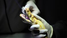 Albino piton yeni yuvasına taşınıyor