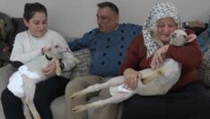 Annesiz kalan ikiz kuzulara yuvalarını açtılar