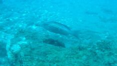 Antalya’da plaka gridası sürü halinde görüntülendi