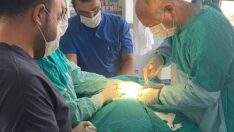 Aracın çarptığı çakal ameliyat edildi