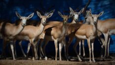 Asya ceylanlarının popülasyonu artıyor