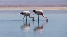 Atacama Çölü’ndeki flamingolar azalıyor