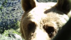 Ayı fotokapanı söktü