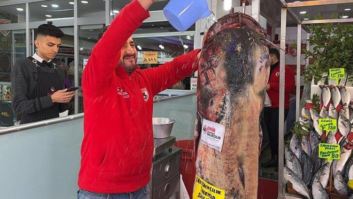 Balıkçıların ağına 2,5 metrelik yayın balığı takıldı
