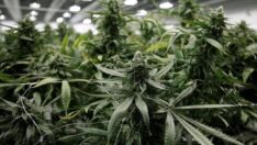 Başvurular başladı: Hem esrar içip hem para kazanmak için sıraya girdiler