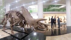 Bir tarafta dinazorlar, bir tarafta milimetrik hayvanlar: ‘Biyoçeşitlilik Bilim Müzesi’