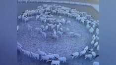 Bu görüntüler gündem oldu: 12 gündür hiç durmadan dönüyorlar…