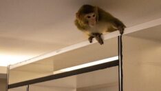 Bursa’da bir eve maymun girdi