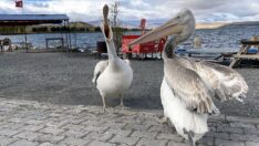 Bütün kuşlar göç etti, onlar kaldı