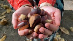 Çadırda kestane nöbeti: Ek gelir kaynağı