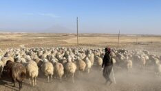 Çiftçi Yasemin sürüsünü iki yılda üçe katladı