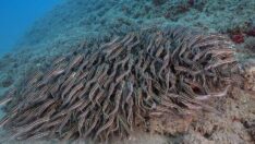 Çizgili kedi balıkları su altı kamerasıyla görüntülendi