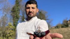 Dededen kalma araziyle aronya üreticisi oldular