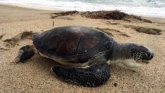 Deniz kaplumbağalarından üzücü haber