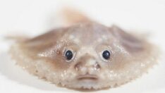 Denizin derinliklerinde keşfedilen “tuhaf” canlılar görenleri şok etti