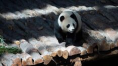 Dev pandalar, 2022 Dünya Kupası öncesi halkla buluştu