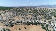 Diyarbakır’da yol çalışmasında yeni bir böcek türü ortaya çıktı