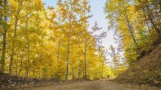 Doğa tutkunları Salördek ormanlarında stres atıyor