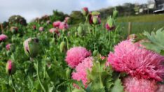 Düğün çiçeği yerine haşhaş yetiştirdiği ortaya çıktı