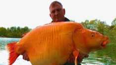 Dünyanın en büyük japon balığını yakaladı