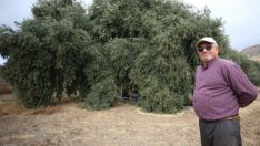 Emekli mühendis zeytin ağaçlarının verimini 10 kat artırdı