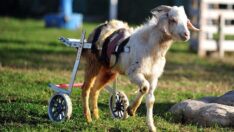 Engelli oğlak kesilmekten kurtulup yürüteçle hayata tutundu