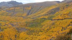 Erciyes’in ‘titrek kavakları’ sonbahar renklerine büründü