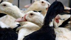 Fransa’da kuş gribi nedeniyle karantina ilan edildi