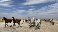 Geleceğin şampiyonu taylar annelerinden ayrılıp yeni tavlalara alındı