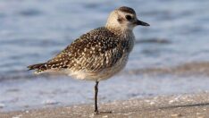 Gümüş yağmurcun kuşu misinaya dolanınca ayağını kaybetti