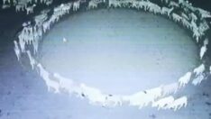 Günlerce durmadan dönen koyunlarla ilgili dikkat çeken teori