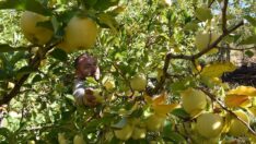 Hakkari’de elma ağacı sayısı ikiye katlandı