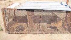 Hobi olarak barındırılabilecek av ve yaban hayvanı sayısı 25’e çıktı