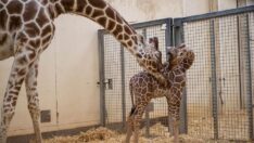 İngiltere’de yavru zürafa Wilfred dünyaya geldi