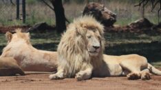 İnsanlar 8-60 bin dolar verip, 4 bin 176 aslanı öldürdü